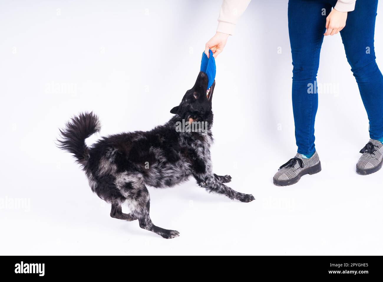 Ein verspielter Mudi-Zuchthund, der einen blauen Frisbee mit den Zähnen aufnimmt Stockfoto
