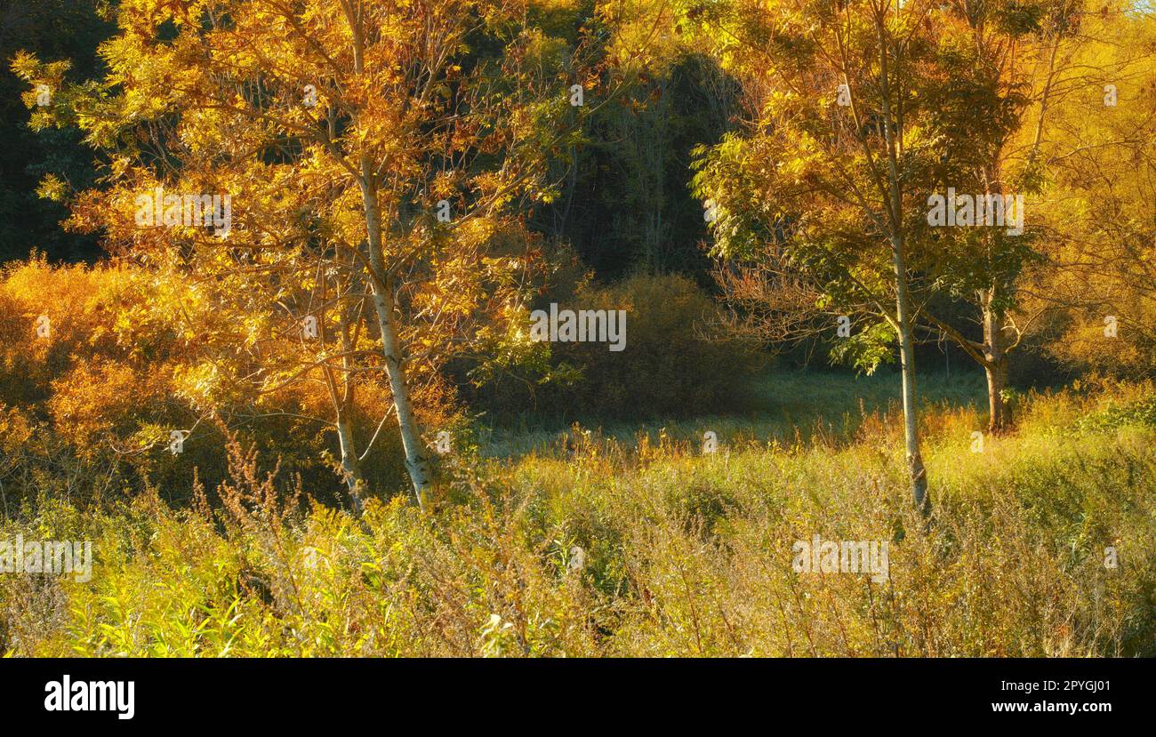Herbst in den Farben des Herbstes. Ein Foto mit gelben Blättern und Bäumen im Herbst. Stockfoto