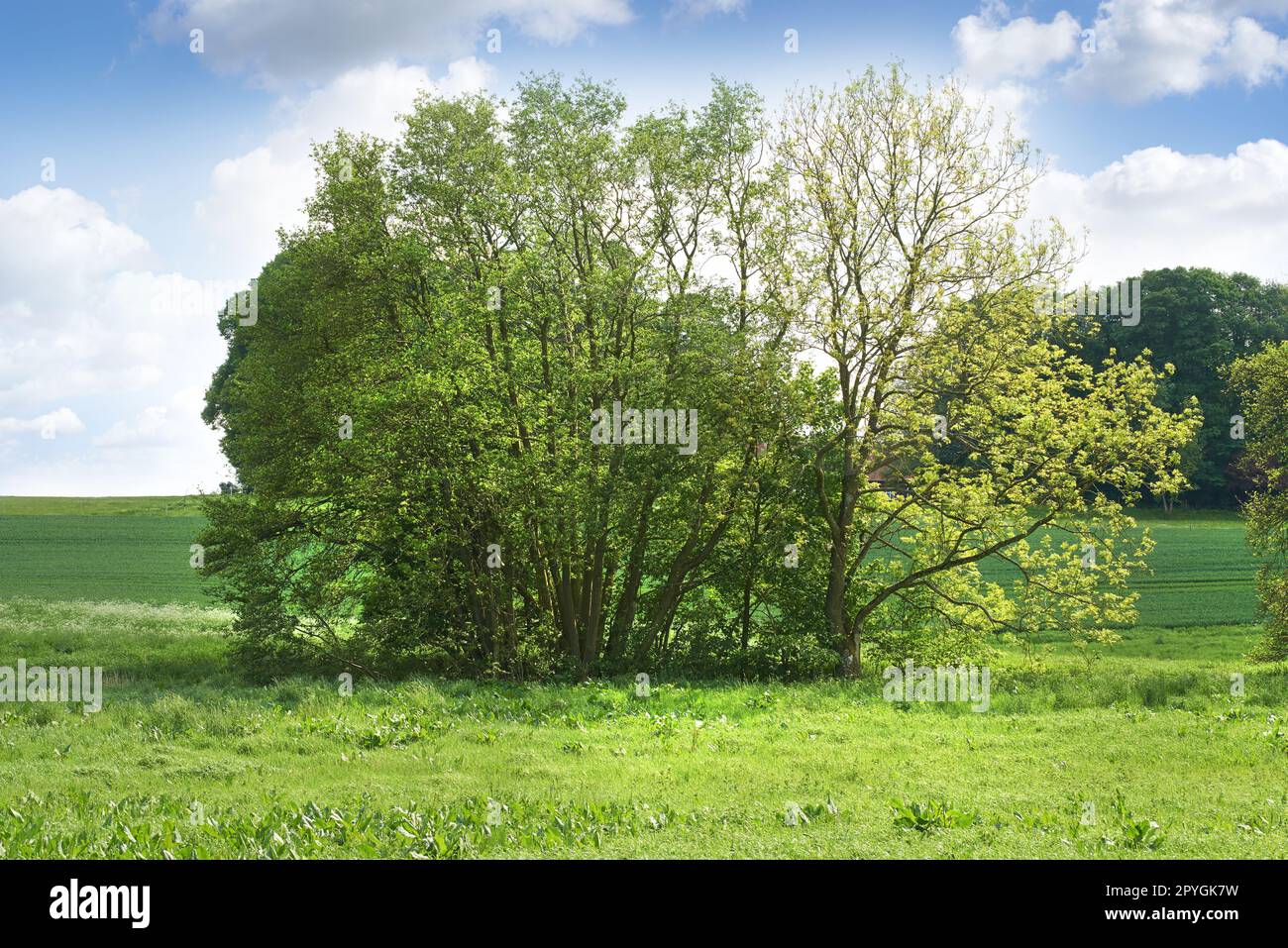 Üppiger Wald im Frühling. Ein sehr scharfes und detailreiches Foto des berühmten gesättigten dänischen Waldes im Frühling. Stockfoto