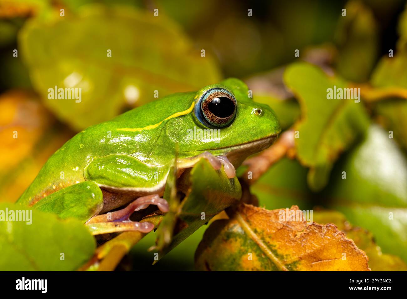 Boophis occidentalis, Andringitra National Park, Madagaskar Wildtiere Stockfoto