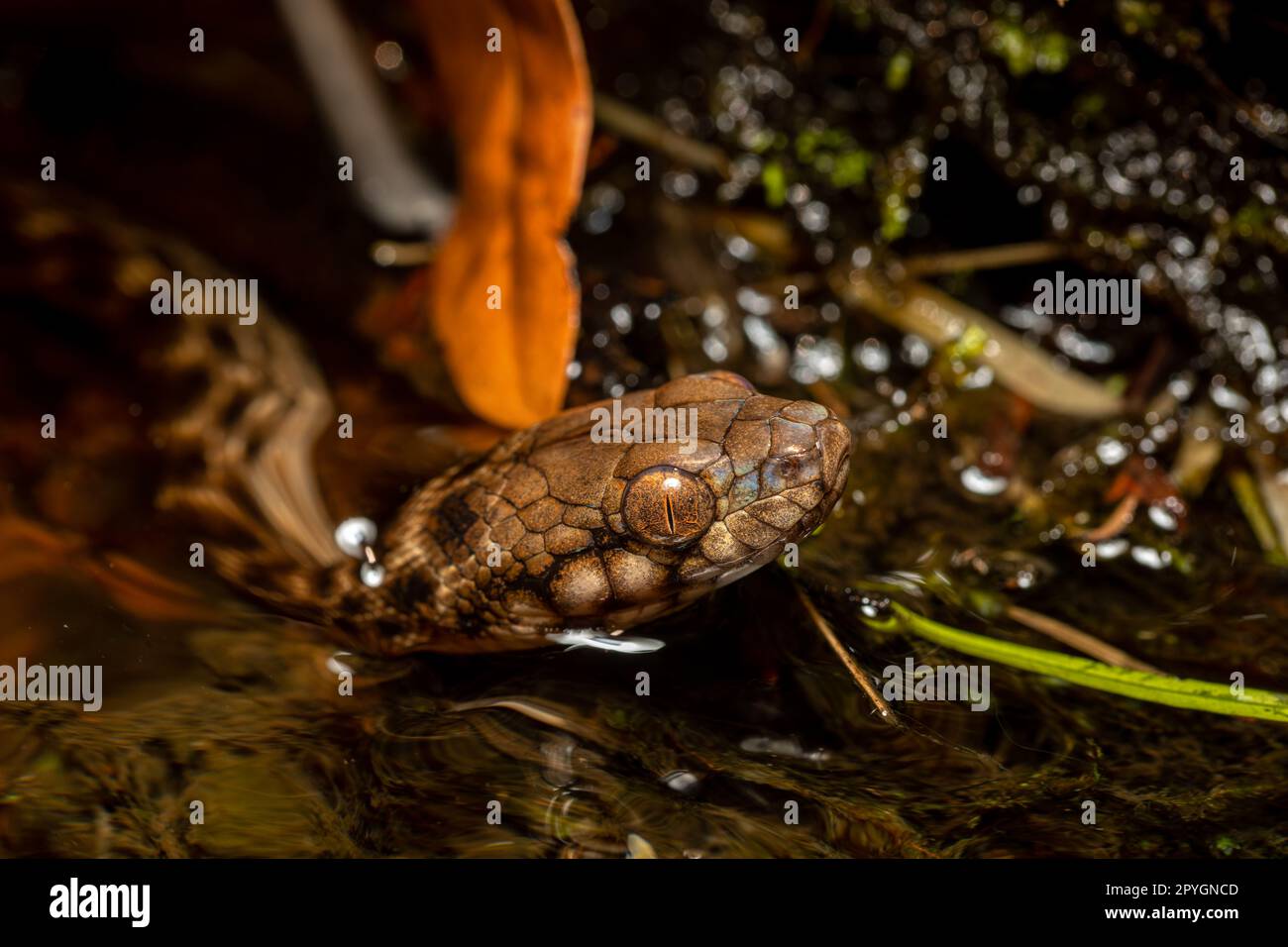 Madagassische Katzenaugenschlange, Madagascarophis colubrinus, Andringitra-Nationalpark, Madagaskar Stockfoto