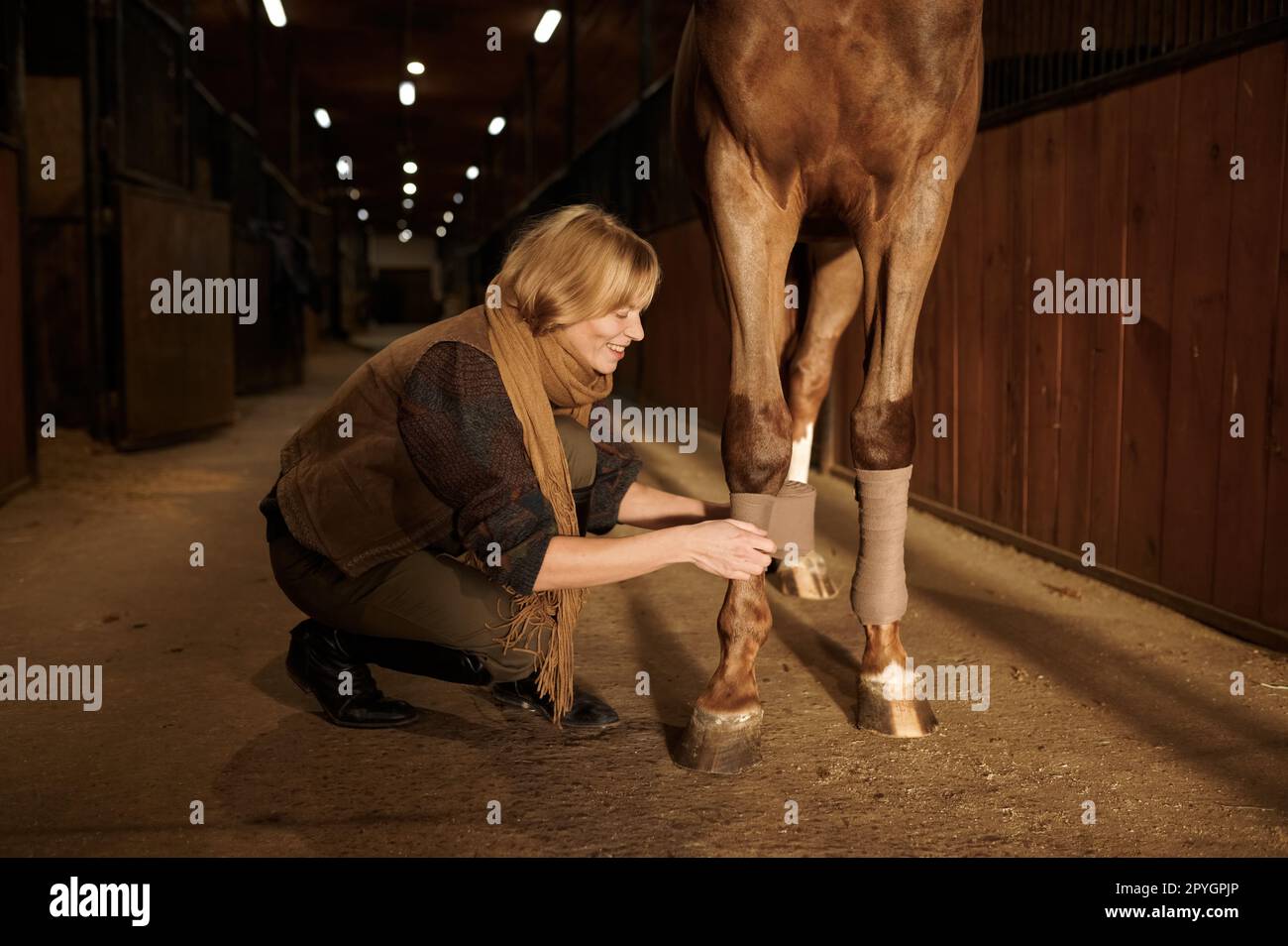 Pferdebesitzerin, die ein Tierbein mit Verband verbindet, um Verletzungen zu vermeiden Stockfoto