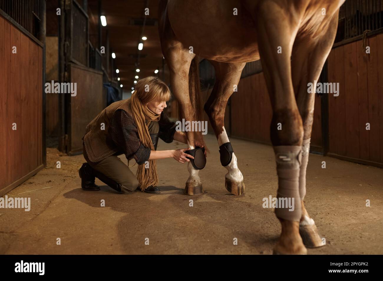 Pferdebesitzerin, die ein Tierbein mit Verband verbindet, um Verletzungen zu vermeiden Stockfoto