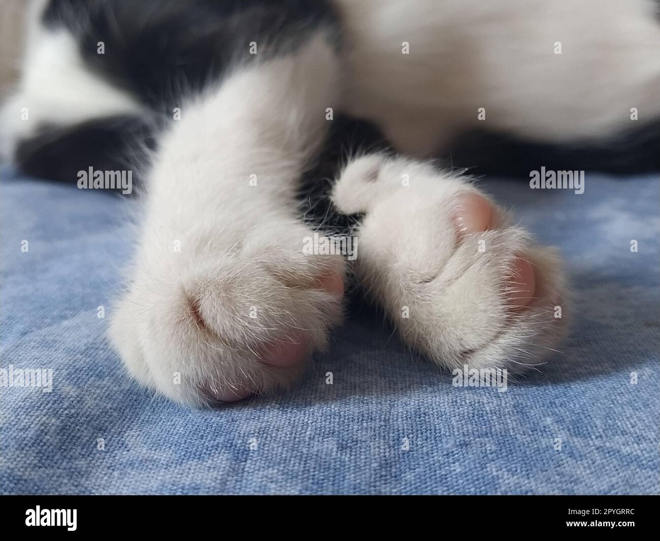 Die Pfoten einer schwarz-weißen Katze aus der Nahaufnahme. Das Kätzchen schläft auf einer blauen Decke mit ausgestreckten Pfoten. Foto an den Rändern verschwommen. Weiche flauschige Finger und pinkfarbene Katzenpolster. Stockfoto