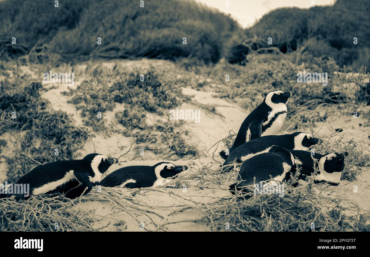 Schlafende Pinguine Boulders Beach Kapstadt, Südafrika. Stockfoto