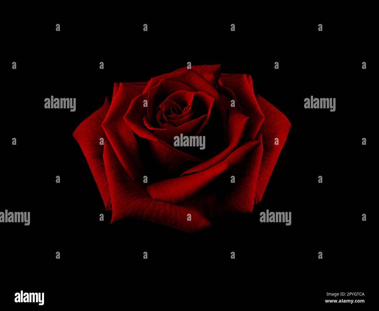 Schöne große Rose im dunkelroten Farbton auf schwarzem Hintergrund Stockfoto