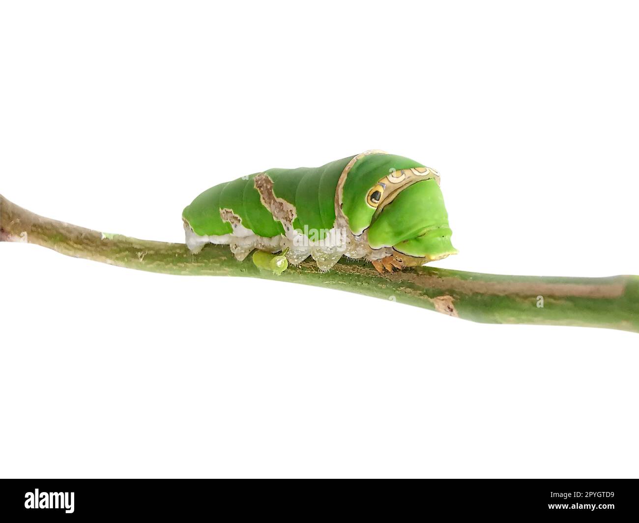 Caterpillar, Big Green Worm, Giant Green Worm Stockfoto