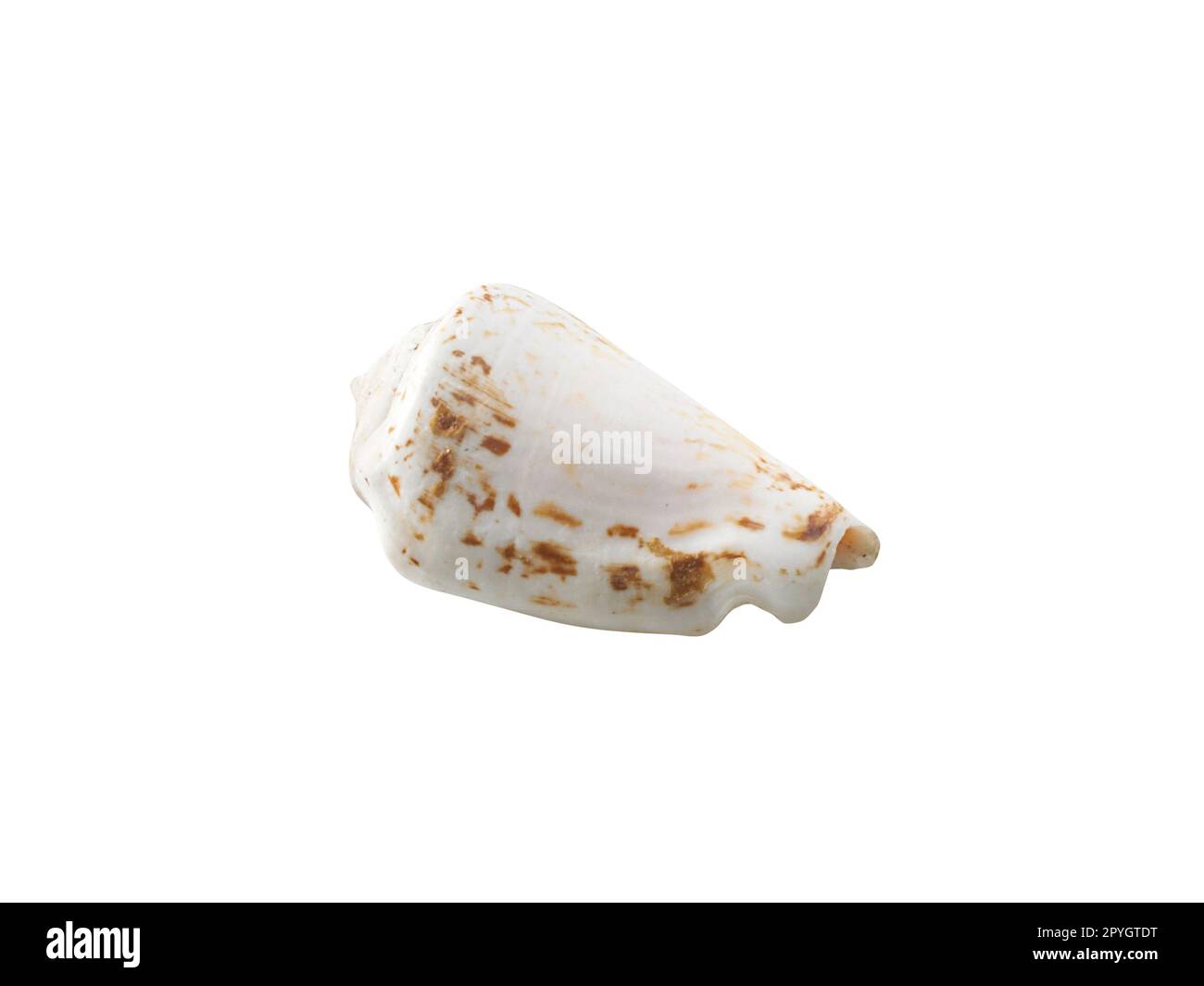 Leere Muschel isoliert auf weißem Hintergrund Stockfoto