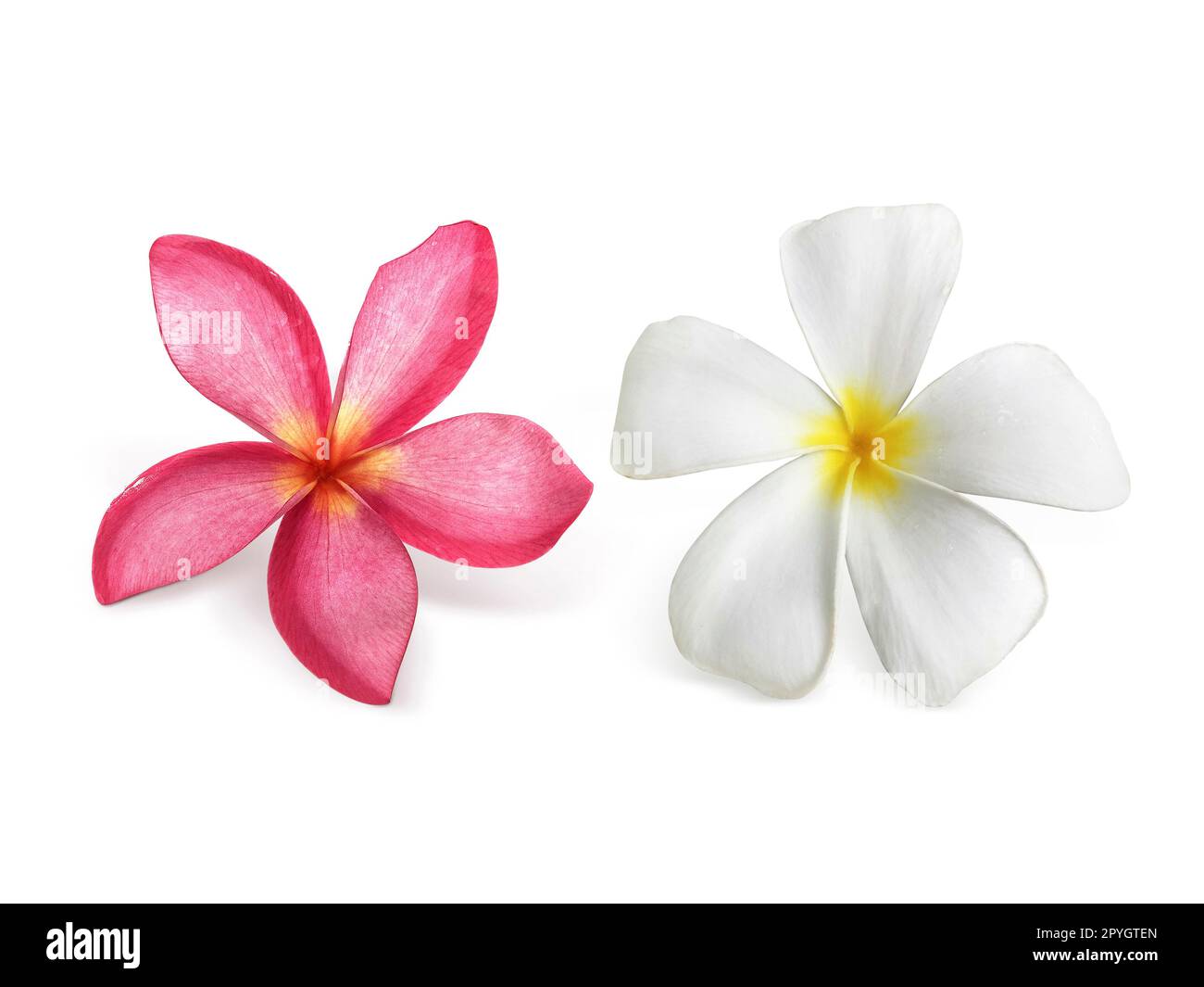 Frangipani Blume isoliert auf weiss Stockfoto