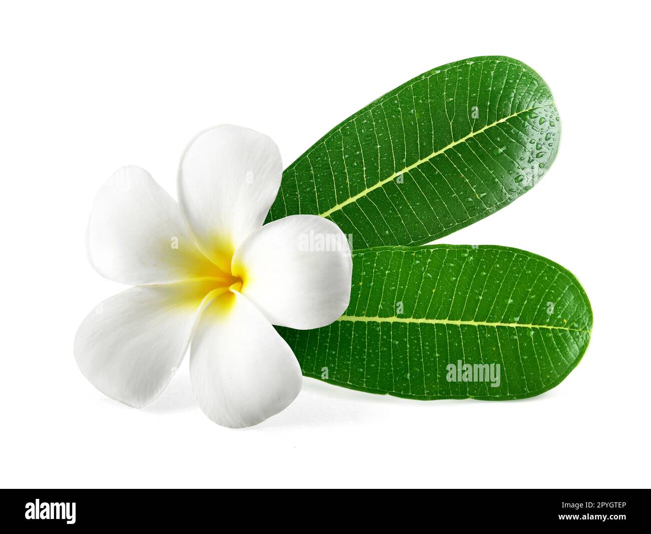 Frangipani Blüten mit Blättern isoliert auf weiss Stockfoto