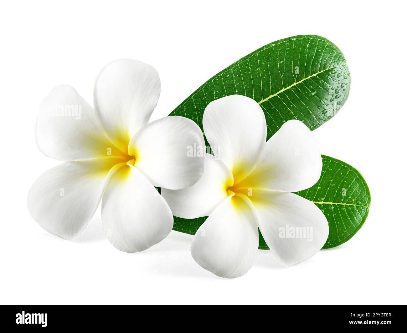 Frangipani Blüten mit Blättern isoliert auf weiss Stockfoto
