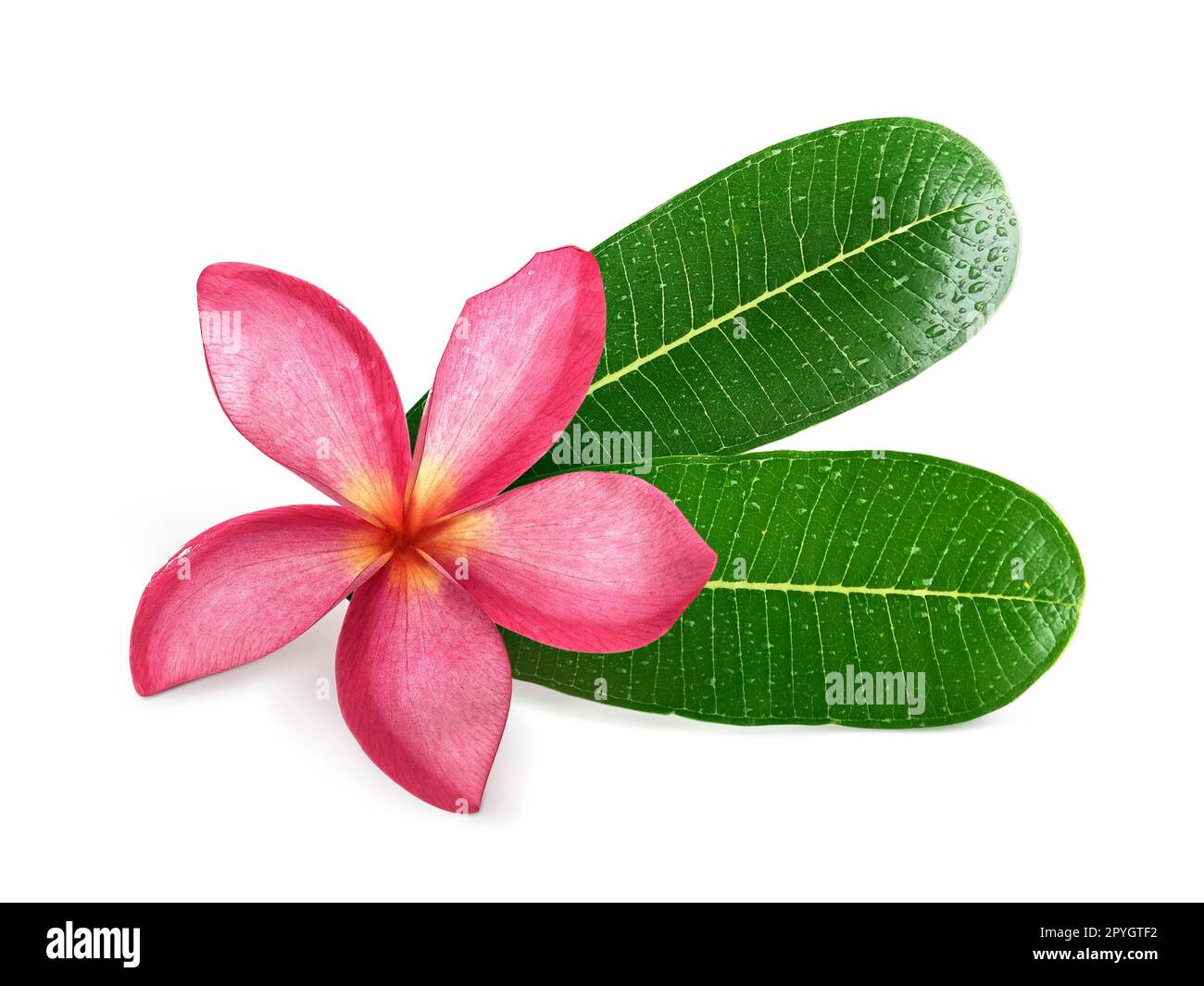 Frangipani Blüten mit Blättern isoliert auf weiss Stockfoto
