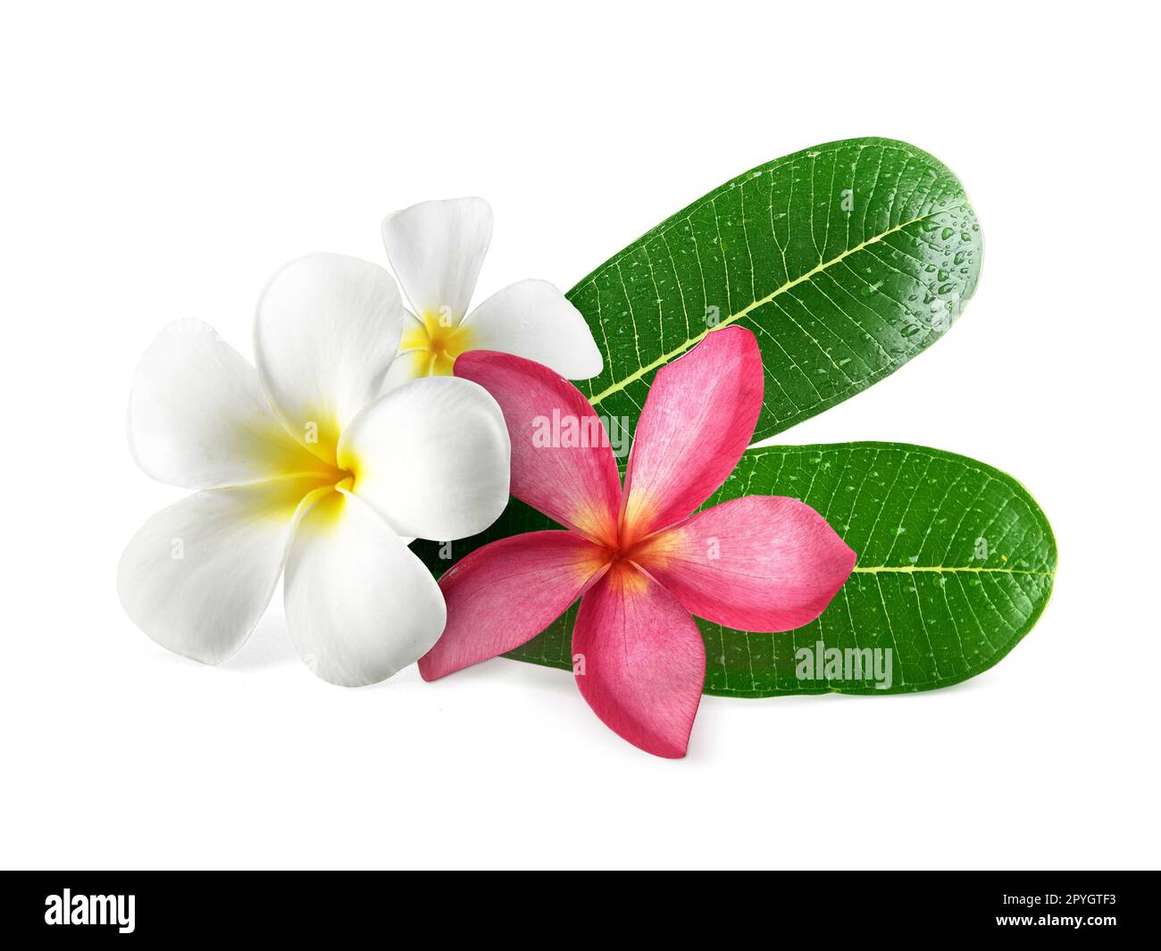 Frangipani Blüten mit Blättern isoliert auf weiss Stockfoto
