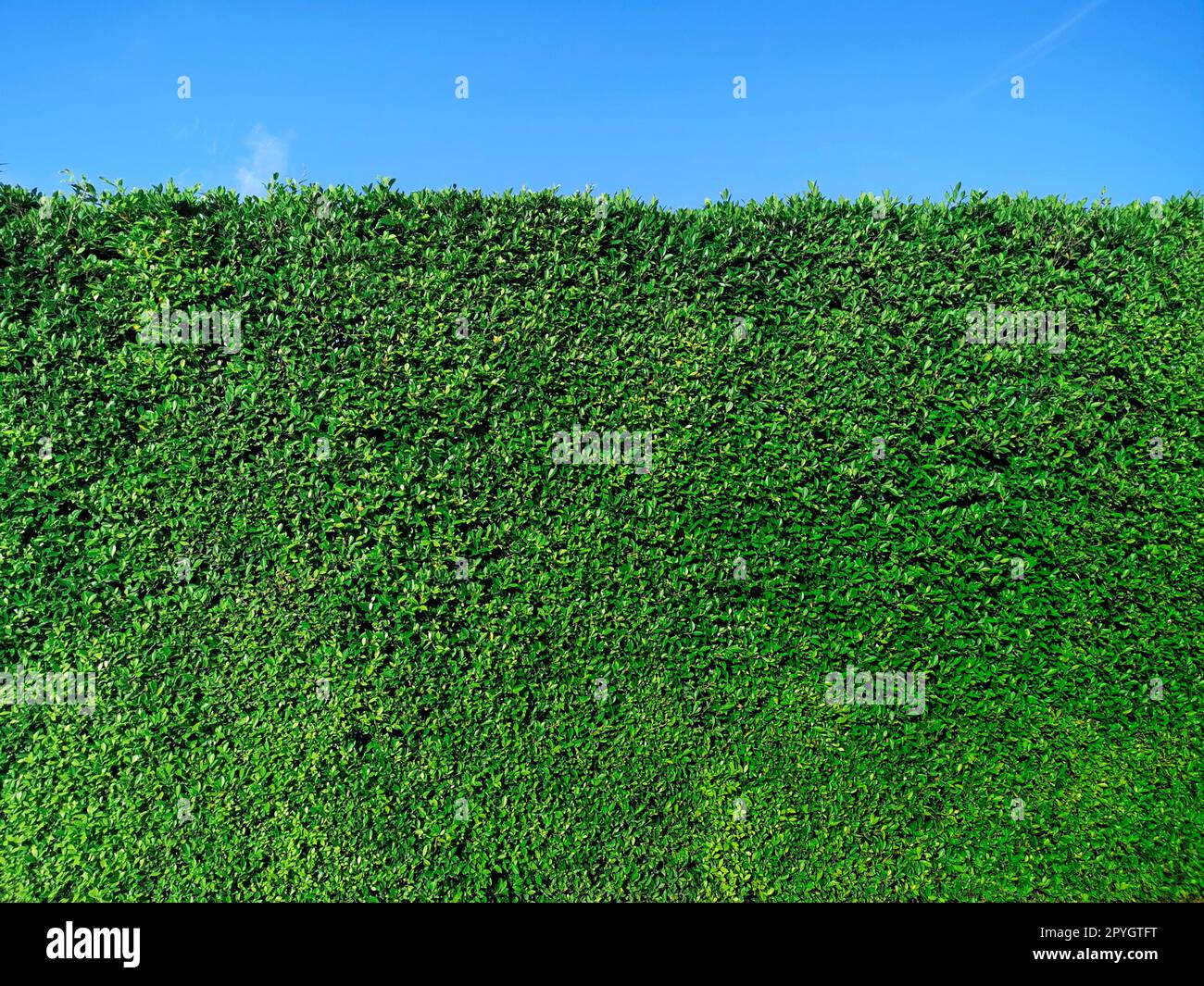 Grüne Graswand und hellblauer Himmel Stockfoto