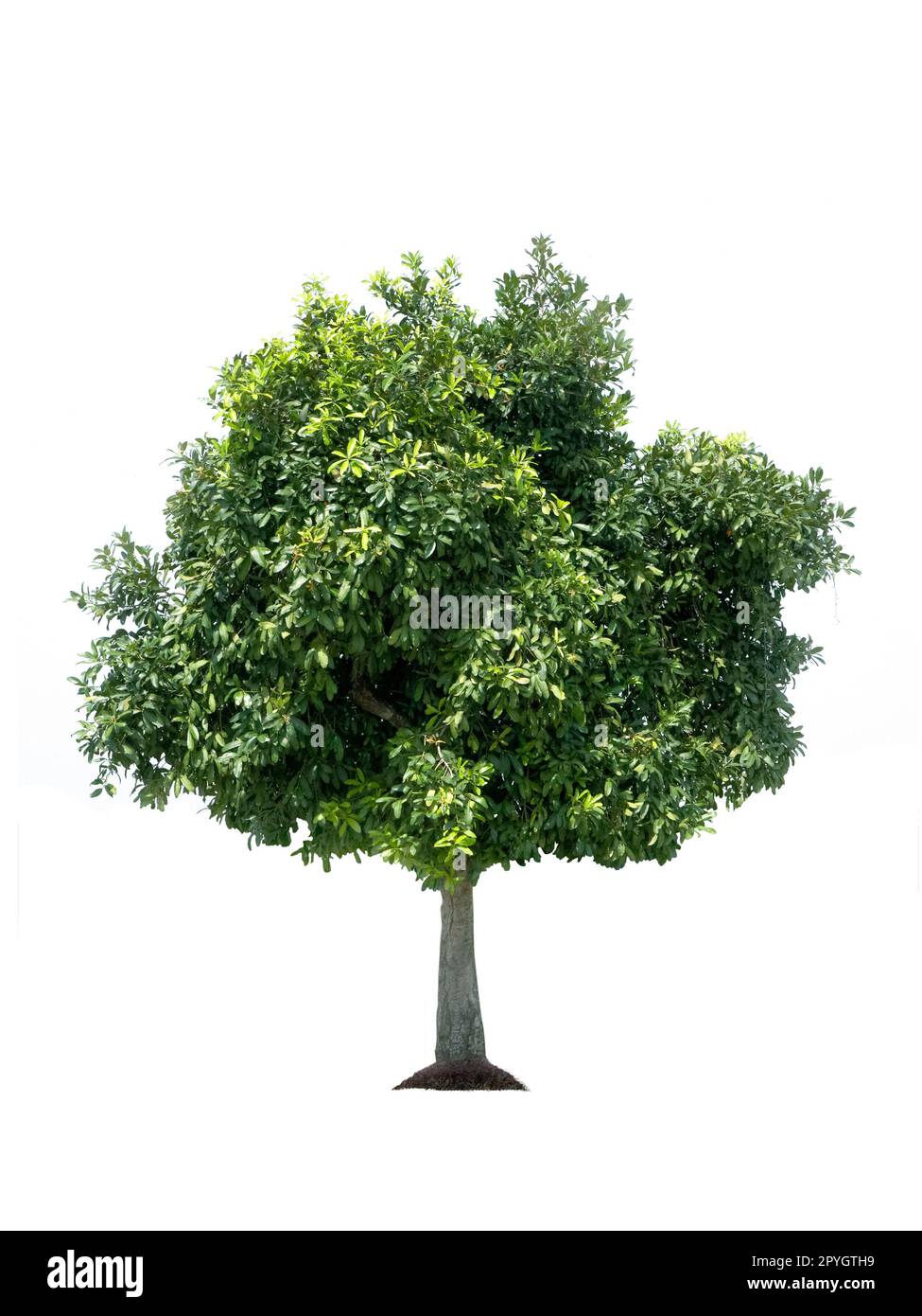 Isolierte Baum auf weißem Hintergrund Stockfoto