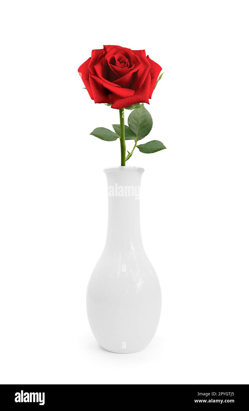 Rote Rosen in Vase auf weißem Hintergrund Stockfoto