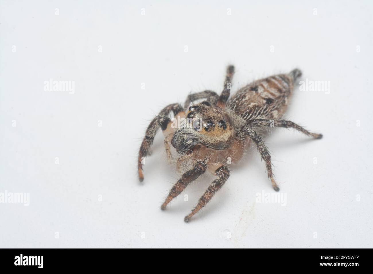 Nahaufnahme der braunen Springspinne mit weißem Hintergrund. Stockfoto