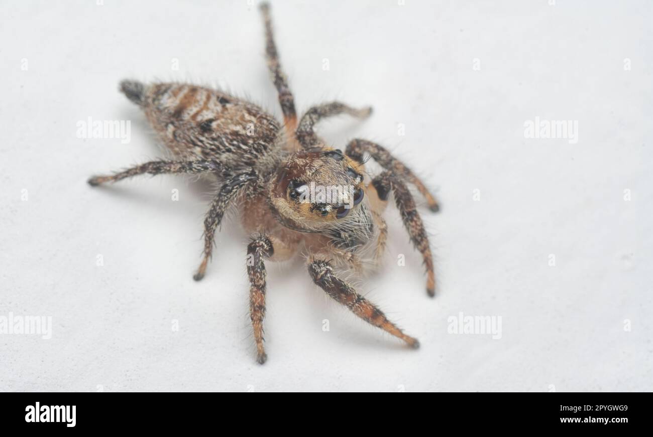 Nahaufnahme der braunen Springspinne mit weißem Hintergrund. Stockfoto