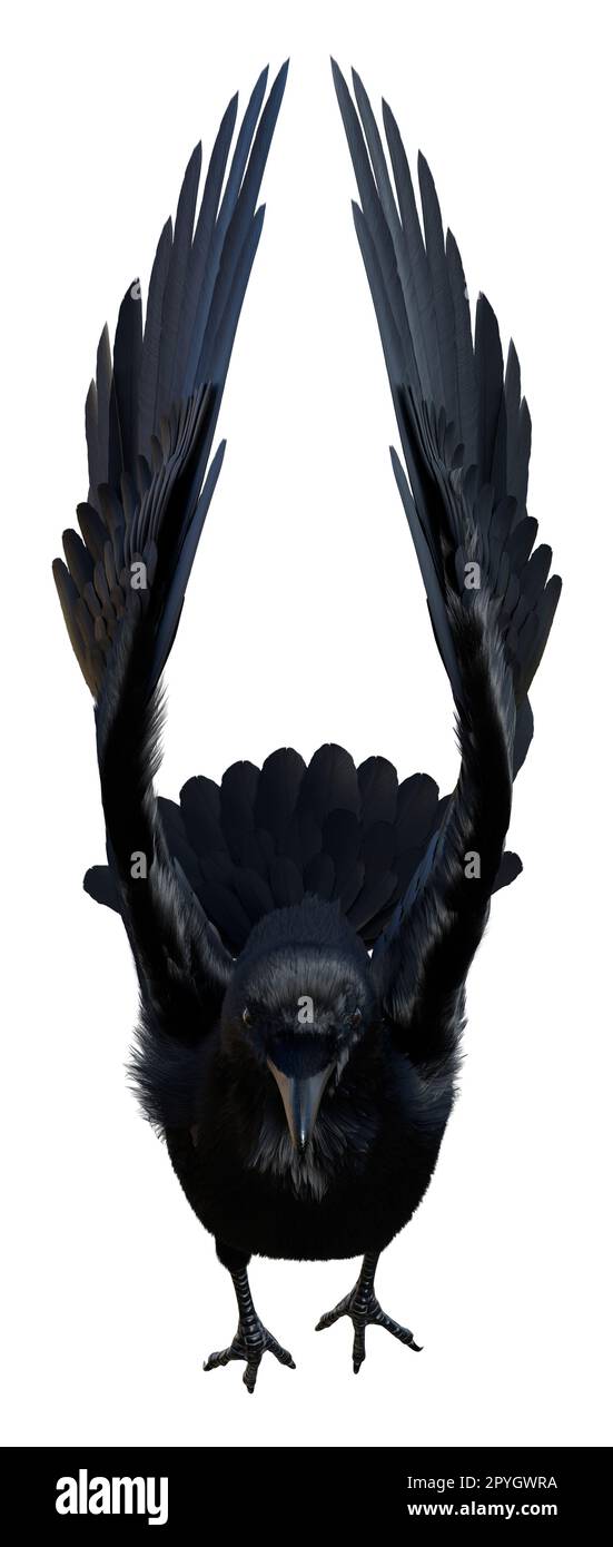 3D-Darstellung einer schwarzen Krähe, isoliert auf weißem Hintergrund Stockfoto