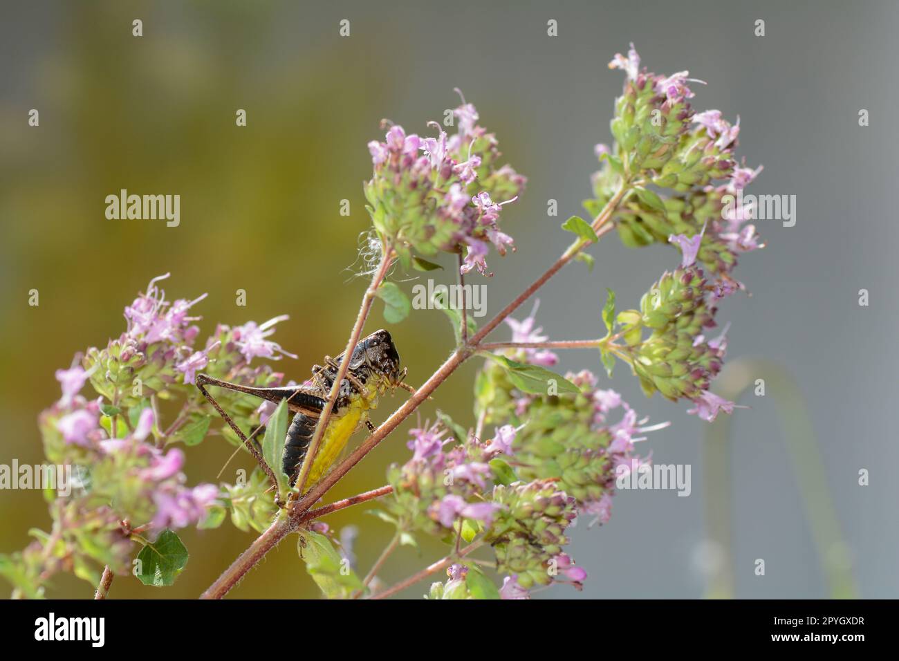 Brauner Grashüpfer mit gelbem Bauch Stockfoto