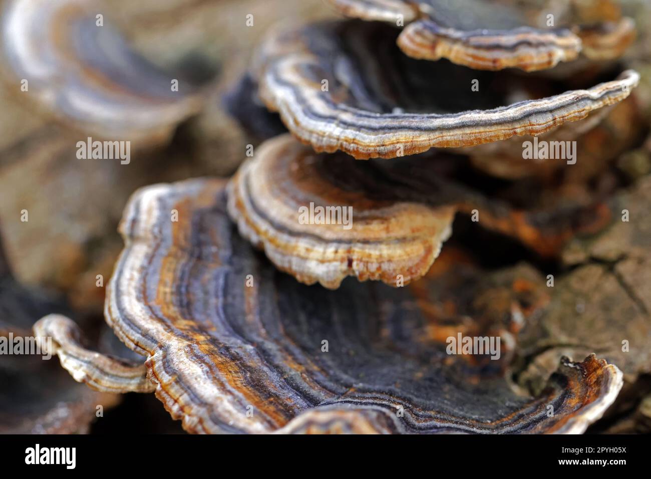Nahaufnahme des Baumpilzes, Schmetterlingsgebrüllt Stockfoto