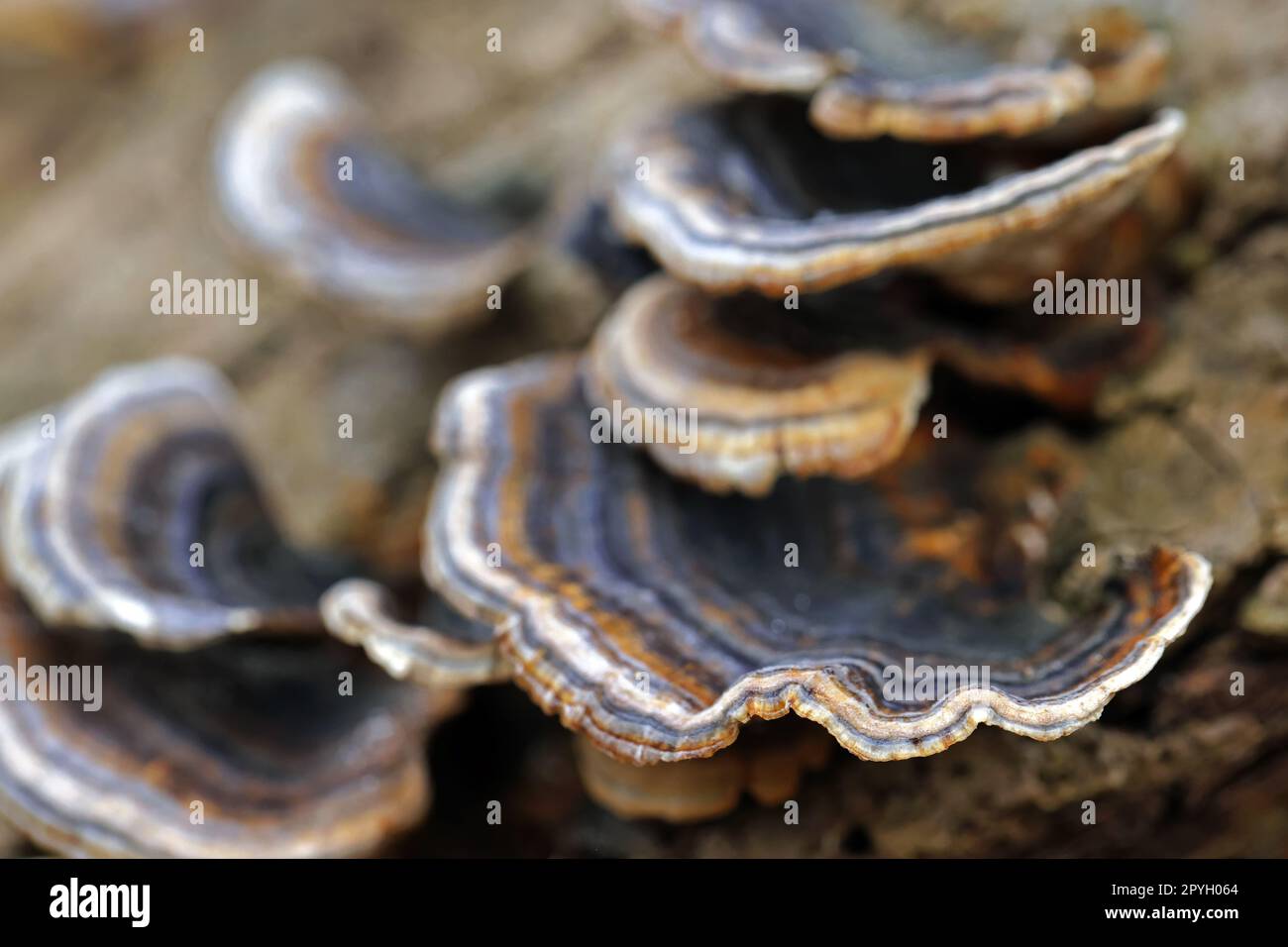 Nahaufnahme des Baumpilzes, Schmetterlingsgebrüllt Stockfoto