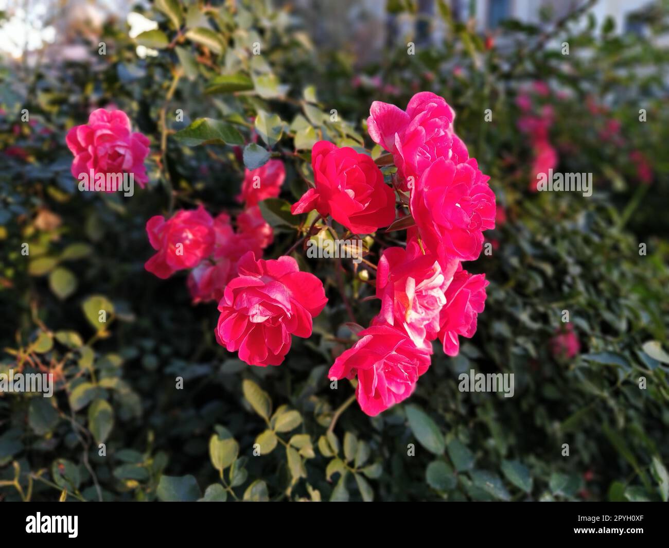 Rosa Rosen sprühen. Wunderschöne zarte Rosenblüten auf grünem Laub, Knospen und Dornen. Sanfte Beleuchtung. Weichzeichner. Grußkarte. Schießen in der goldenen Stunde. Stockfoto