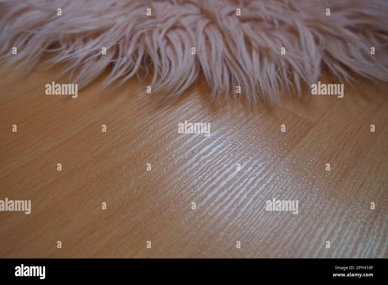Teppich mit langem Flor in Rosa auf einem beigen Laminatboden. Feminine Einrichtung für ein Zimmer oder Schlafzimmer eines Mädchens oder einer Frau. Innendesign in Rosa Farbtönen. Der Fußboden ist Laminat. Die Rolle der Staubmilben bei Allergien. Stockfoto