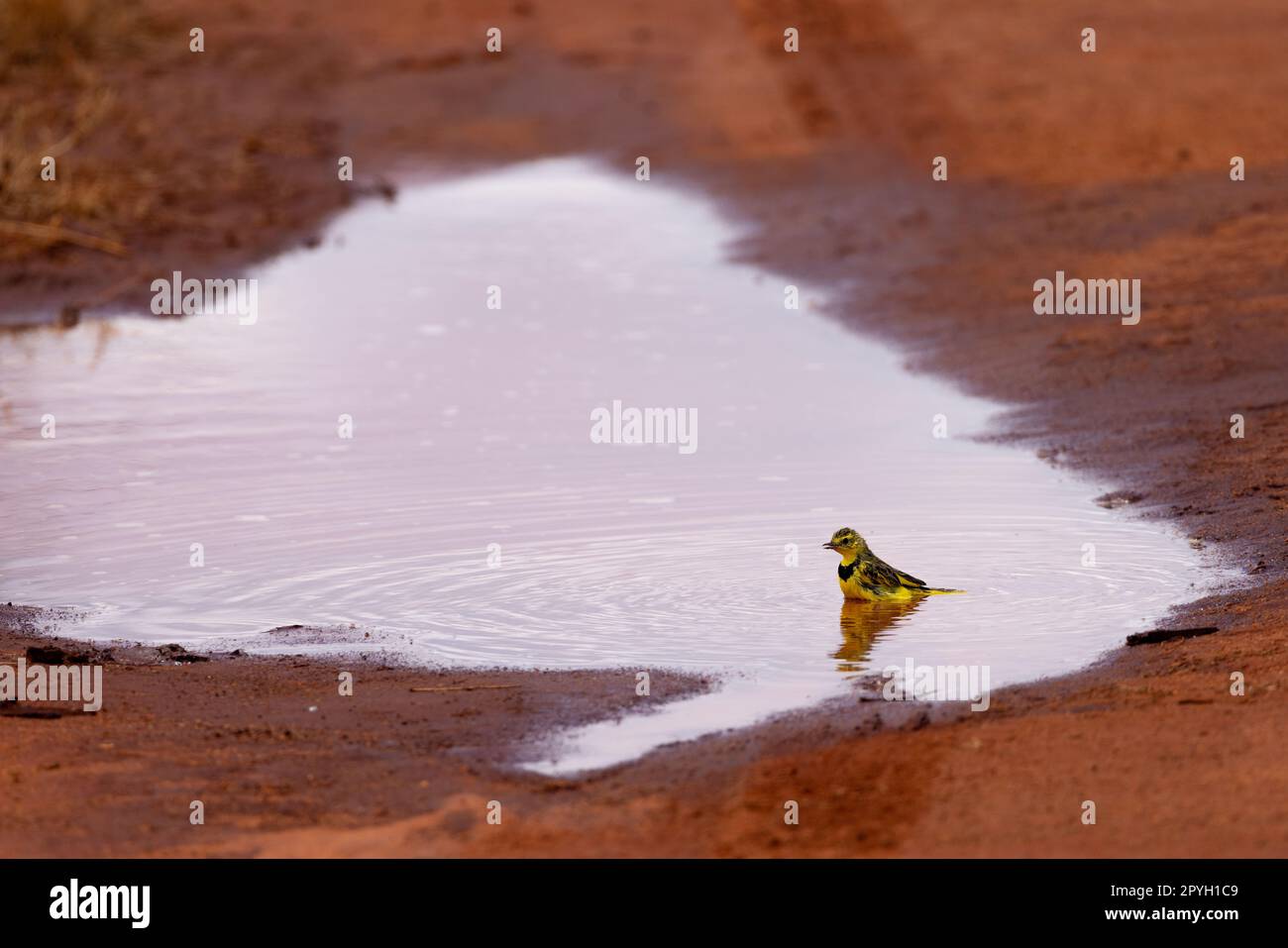Dieses atemberaubende Foto zeigt den Bokmakiere-Vogel inmitten eines erfrischenden Bads in einer Pfütze in der kenianischen Savanne. Die Federn des Vogels sind flauschig Stockfoto