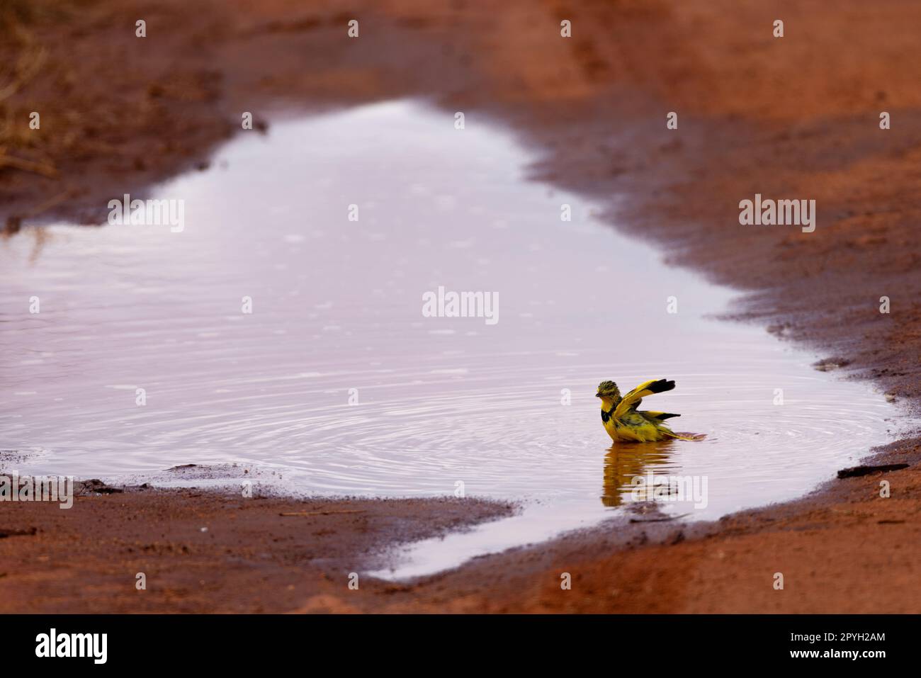 Dieses atemberaubende Foto zeigt den Bokmakiere-Vogel inmitten eines erfrischenden Bads in einer Pfütze in der kenianischen Savanne. Die Federn des Vogels sind flauschig Stockfoto