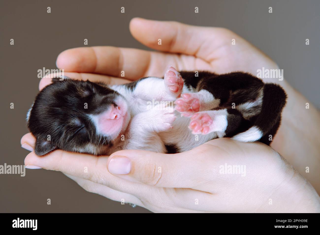 Portrait eines wunderbaren 2 Monate alten Welpen von pembroke welsh Corgi, der auf dem Rücken schläft, in den Händen einer Frau. Stockfoto