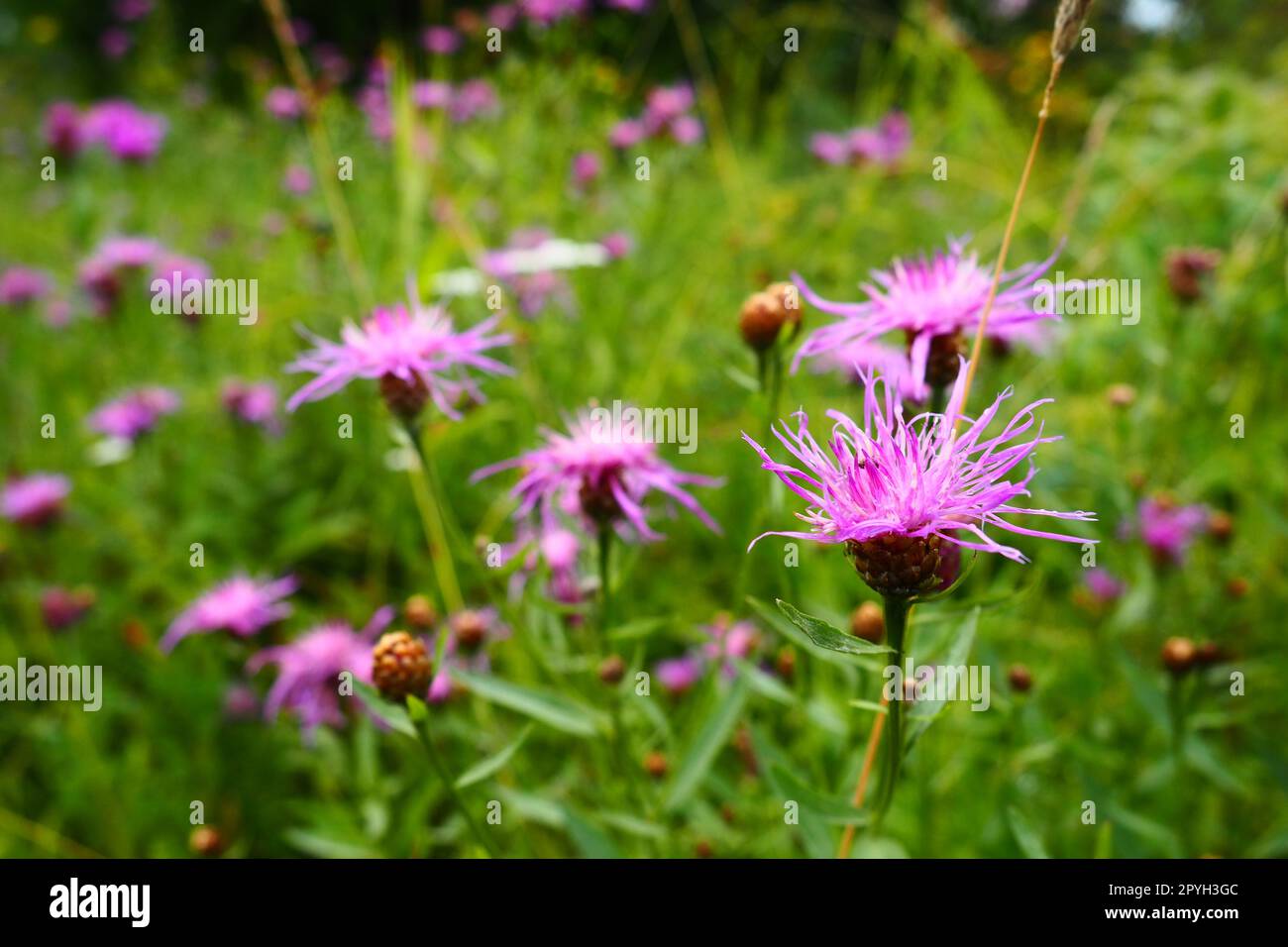 Wiesenmaisblume Centaurea jacea ist eine Ackerpflanze, eine Art der Gattung Cornflower der Familie Asteraceae oder Asteraceae. Wächst auf Wiesen und Waldkanten. Violette, elegante Blume. Karelien Stockfoto