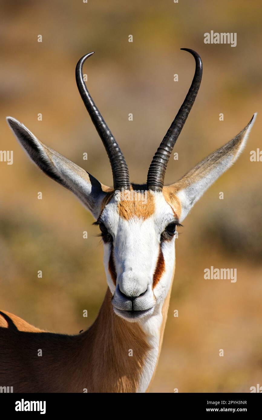 Porträt eines Springboks im Etosha-Park Namibia Stockfoto