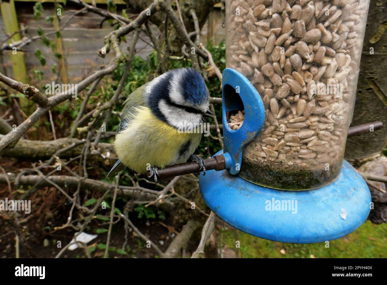 Eurasische Blautit: Nahaufnahme Englischer Garten Vogelfütter Vögel im Winter 2023 Fütterung aus Sonnenblumenkernen Stockfoto