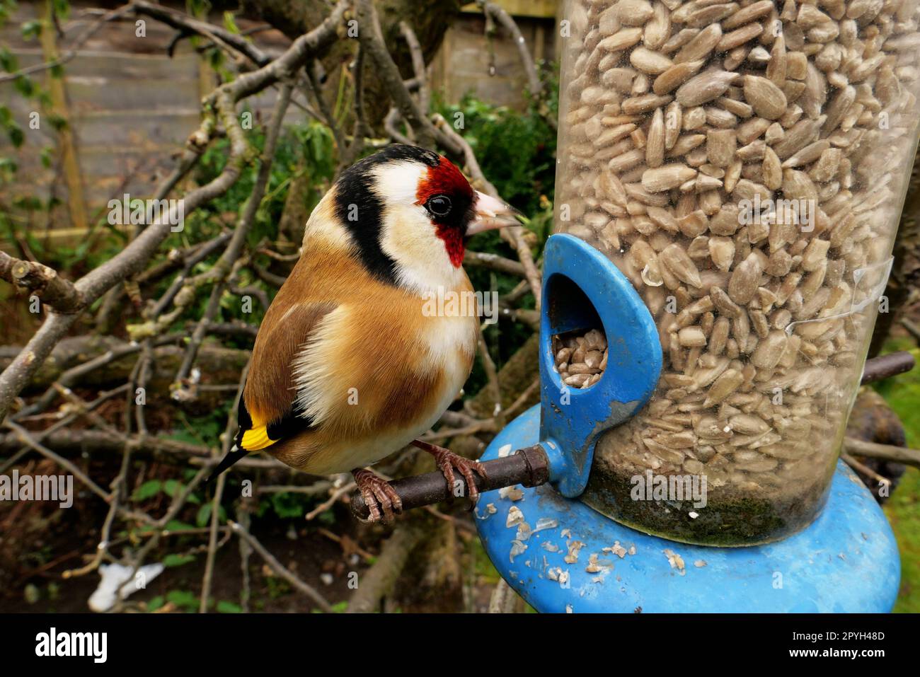 Nahaufnahme Goldfinch English Back Garden Bird Feeder Birds im Winter 2023 Fütterung aus Sonnenblumenkernen Stockfoto