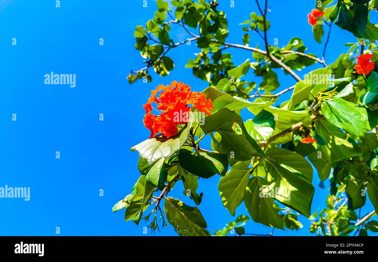 Kou Cordia subcordata blühender Baum mit Orangenblumen in Mexiko. Stockfoto