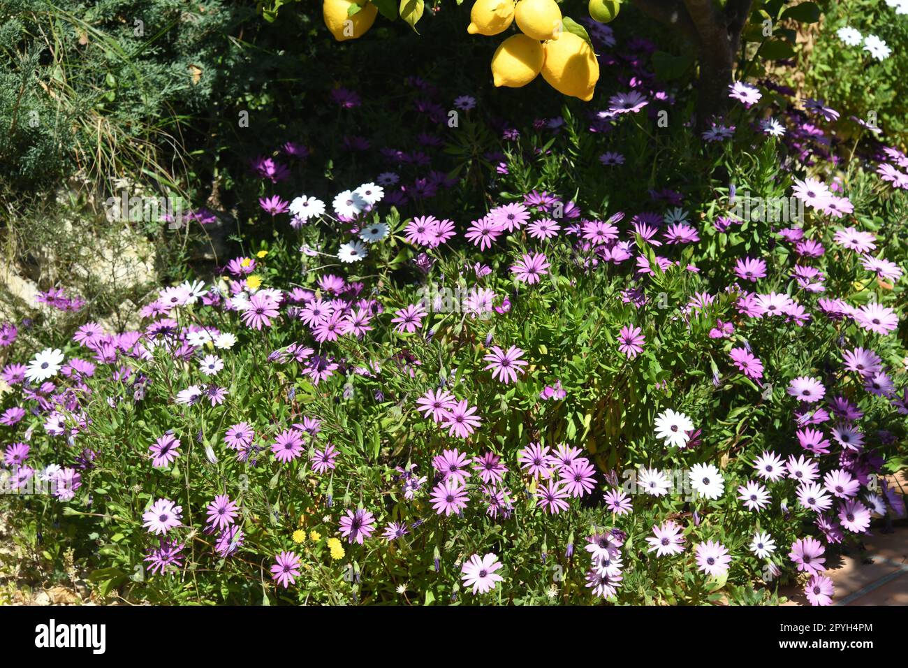 Weiße und violette Gänseblümchen in der Provinz Alicante, Costa Blanca, Spanien Stockfoto