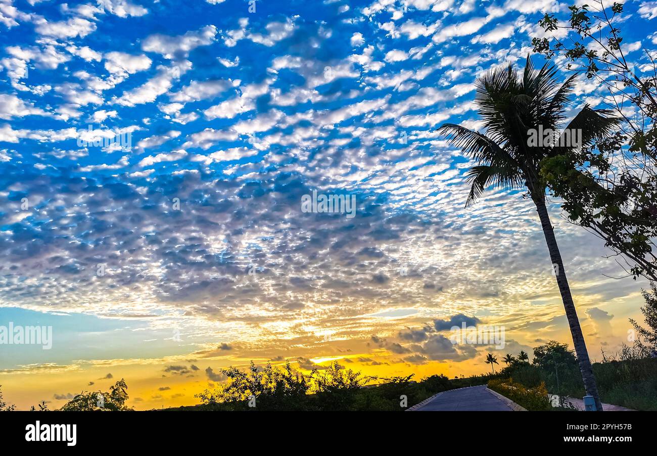 Wunderschöner farbenfroher Sonnenaufgang mit schattigen Palmen in Mexiko. Stockfoto