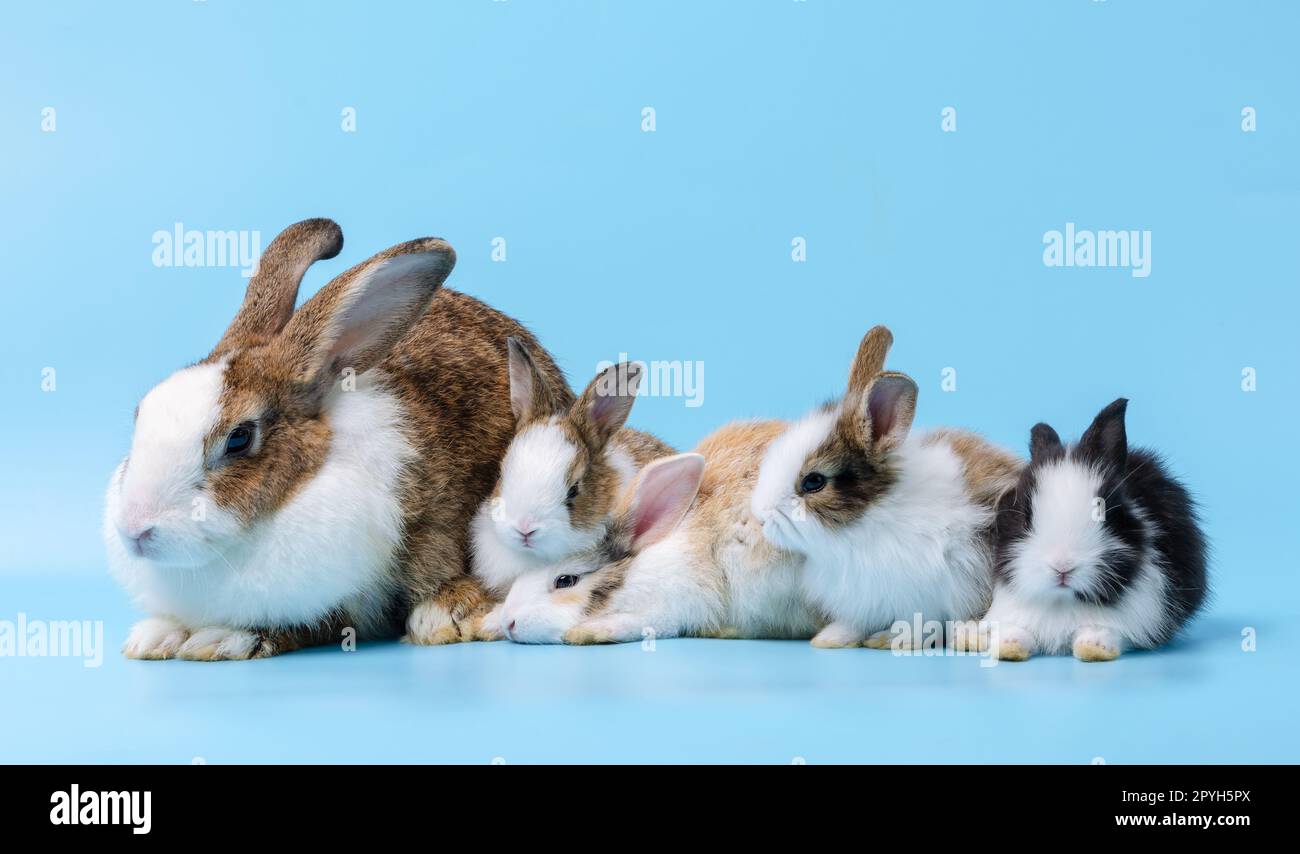 Liebenswerte Mutter mit vier Kaninchenbabys, isoliert auf blauem Hintergrund. Stockfoto