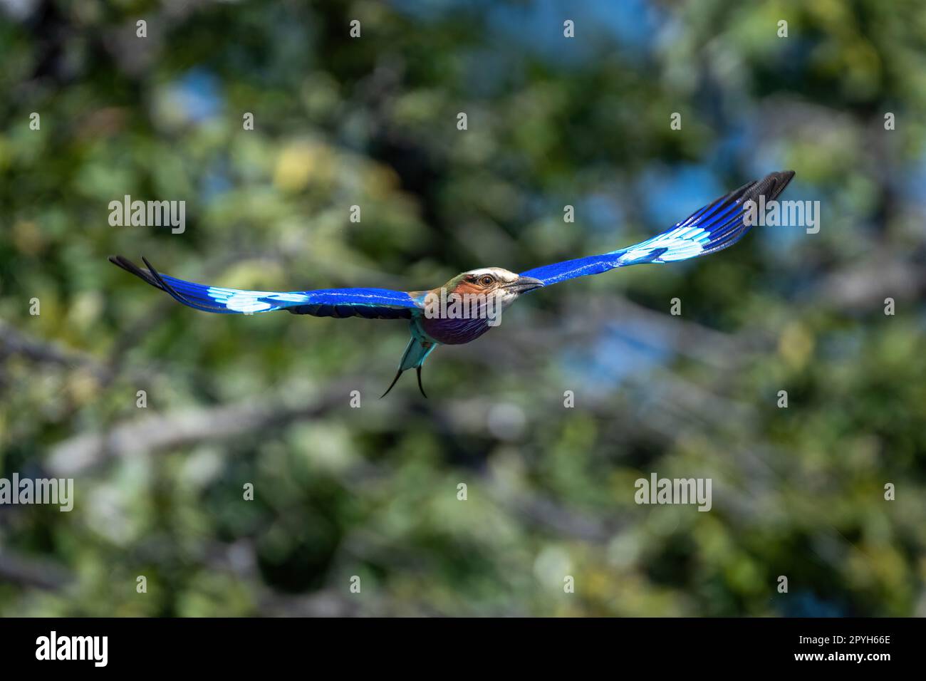 Lilafarbene Walze mit einsetzbaren Fliegen, die Flügel ausbreiten Stockfoto