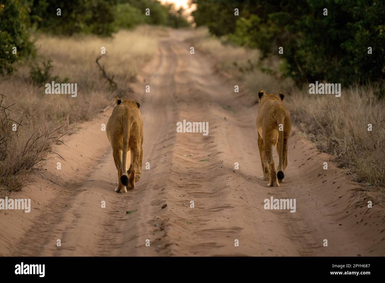 Löweninnen gehen auf der Strecke von der Kamera weg Stockfoto
