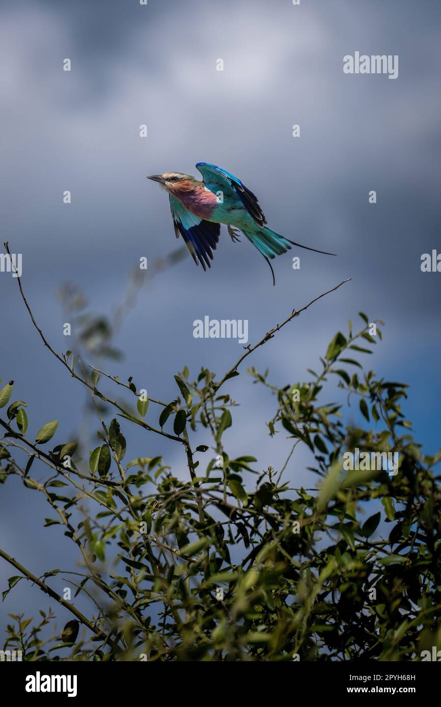 Die lilafarbene Walze hebt sich vom Blattbaum ab Stockfoto