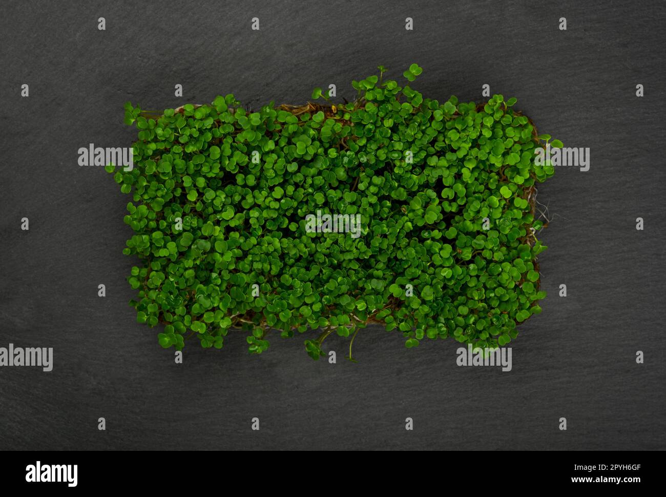 Grüner Rucola mikrogrün auf schwarzem Schieferbrett Stockfoto