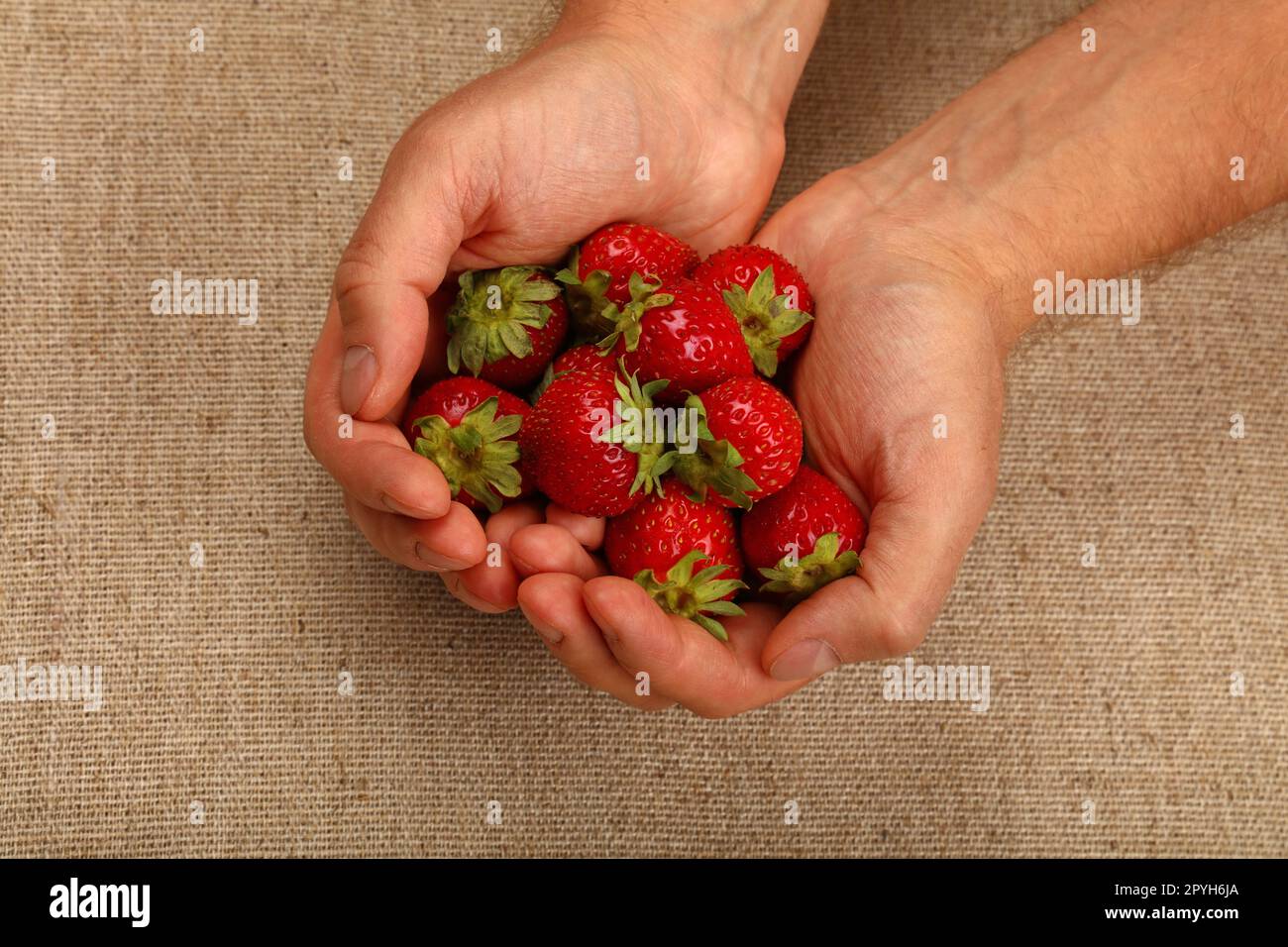 Männerhände halten frische Erdbeeren über Leinwand Stockfoto