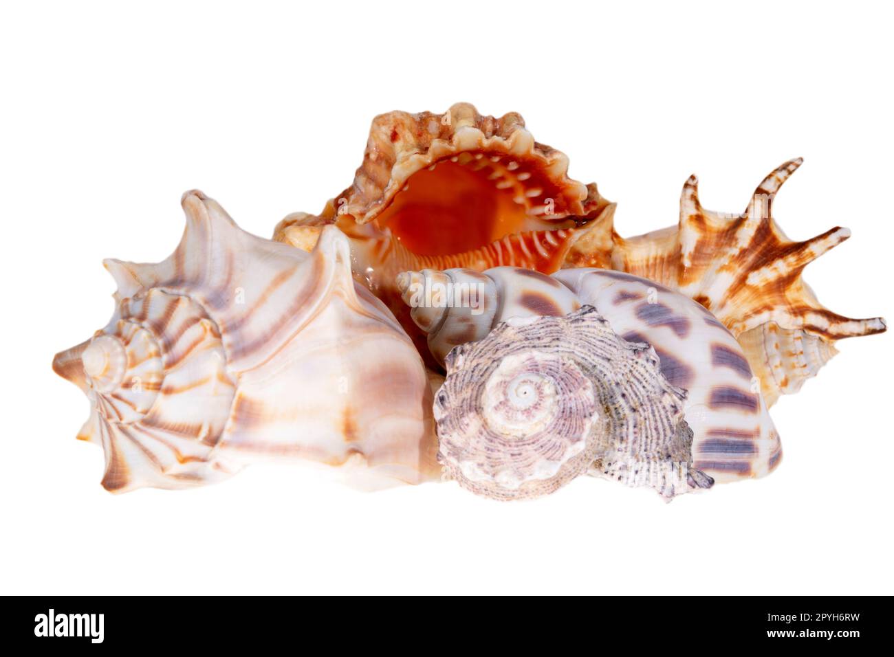 Eine Gruppe verschiedener Muscheln, isoliert auf weißem Hintergrund, Nahaufnahme Stockfoto