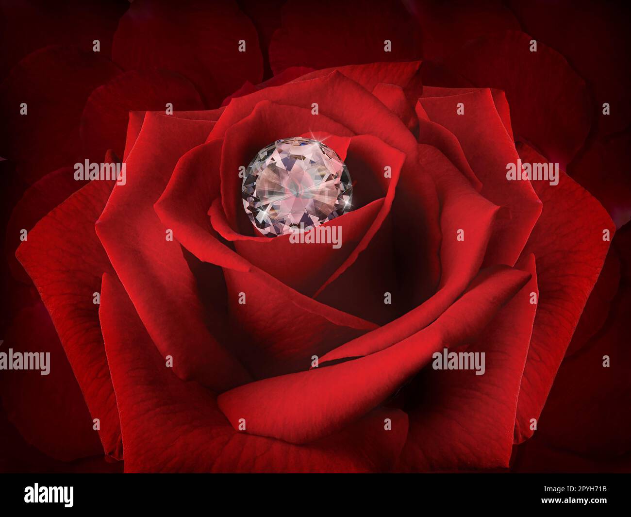 Diamant auf einer Rosenblume auf dem Hintergrund wunderschöner roter Rosenblätter Stockfoto