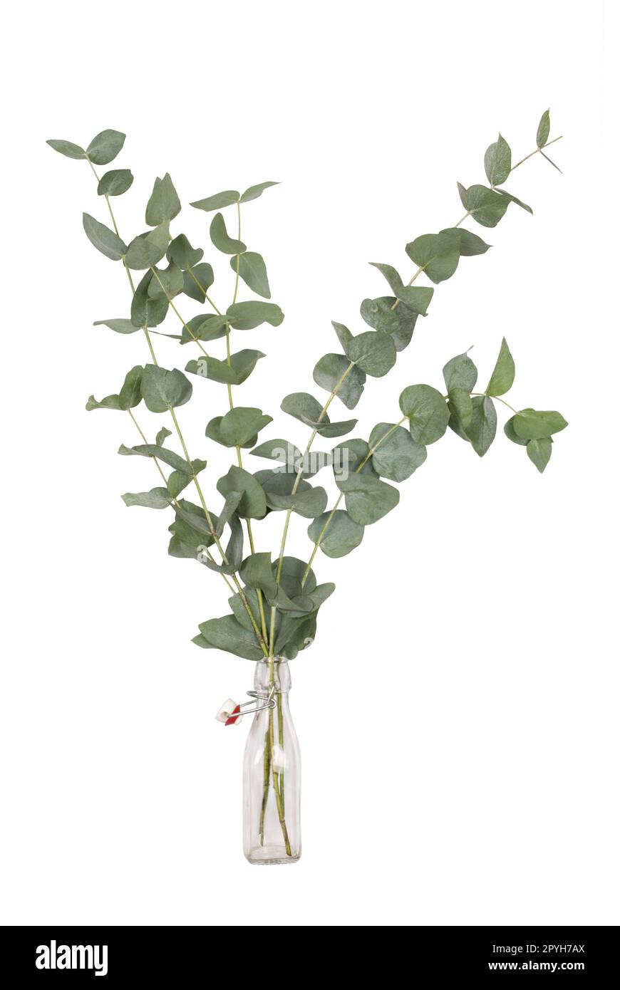 Blumenstrauß aus Eukalyptus cinerea, Silver Dollar, Zweigen und Ästen in Glas swing top Flasche, auf weißem Hintergrund Stockfoto