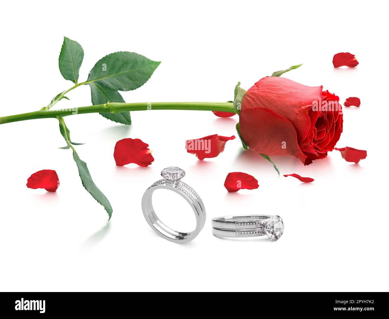 Rote Rose mit elegantem Diamantring auf weißem Hintergrund Stockfoto