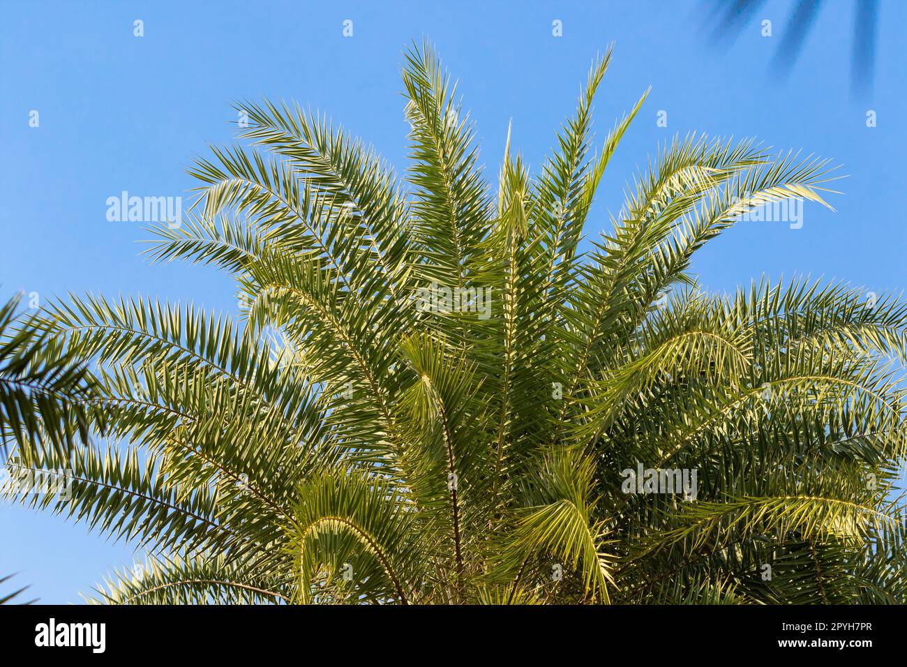 Dattelpalme verlässt Nahaufnahme mit blauem Himmelshintergrund Stockfoto