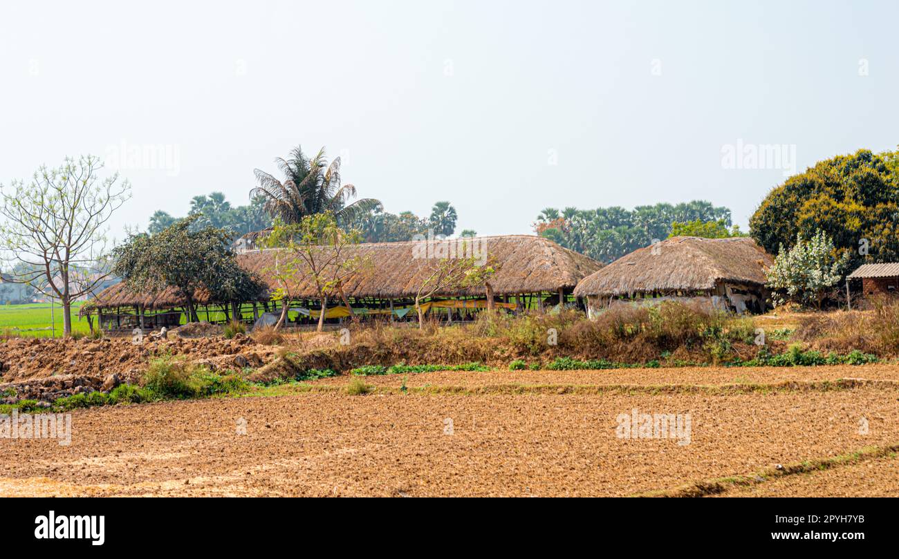 Strohgedeckte Häuser in einer Reihe auf einem landwirtschaftlichen Feld vor einem klaren Himmelshorizont. Landschaftsblick auf das ländliche indische Dorf. Region Murshidabad Sagardihi West Bengal Indien Südasiatisch-Pazifischer Raum Stockfoto